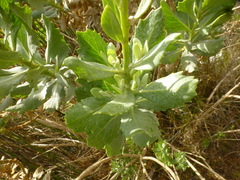 Senecio halimifolius
