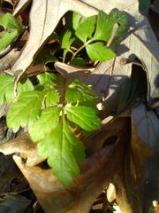 Osmorhiza longistylis