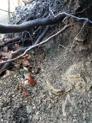 Vulpes vulpes crucigera