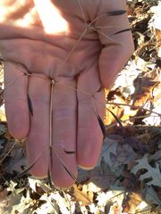 Osmorhiza longistylis