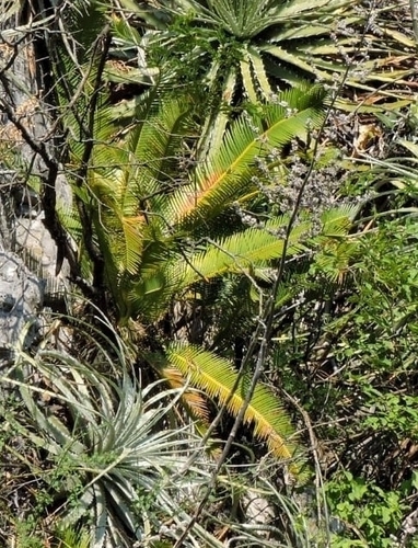 Dioon angustifolium, photograph 3