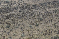 Espeletia hartwegiana