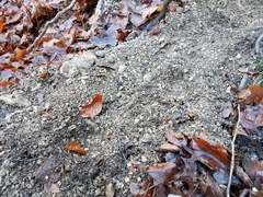 Vulpes vulpes crucigera