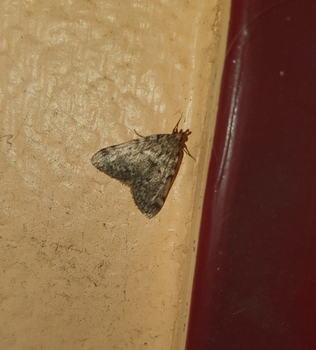Aglossa pinguinalis