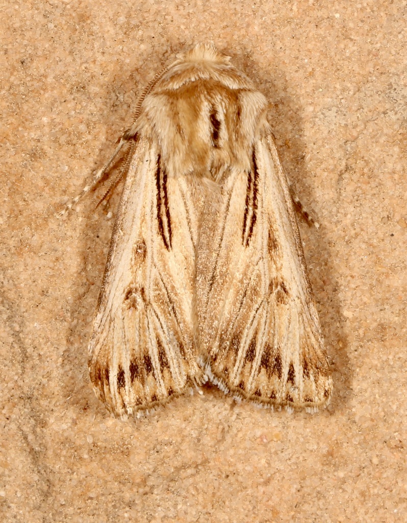 Agrotis daedalus