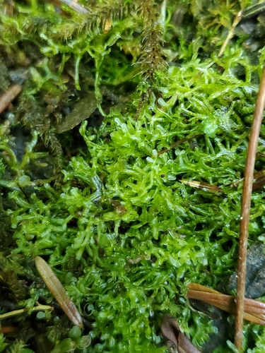 Metzgeria lindbergii