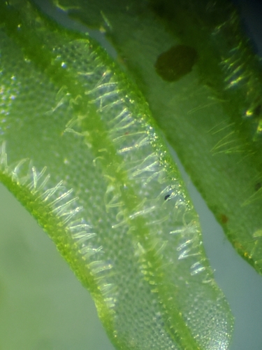 Metzgeria lindbergii