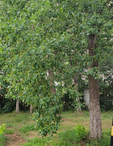 Chinese Tallow