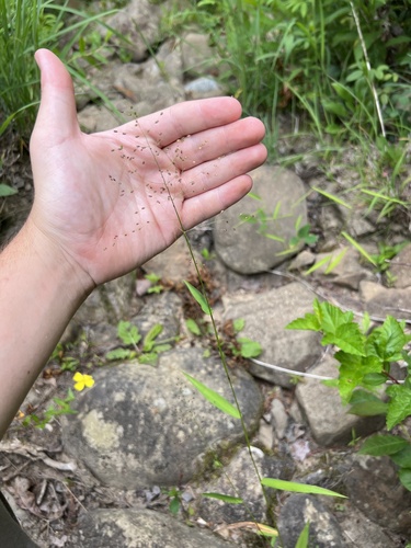 Yadkin panic-grass (Dichanthelium yadkinense)