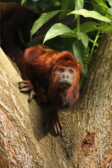 Alouatta seniculus