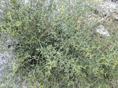 Fagonia laevis