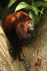 Alouatta seniculus