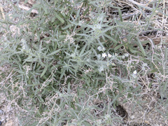 Johnstonella racemosa