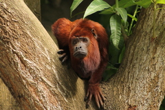 Alouatta seniculus