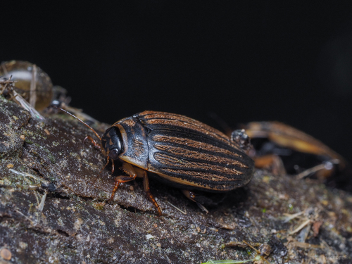 Lesser Diving-beetle
