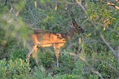 Sylvicapra grimmia caffra