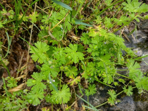 pakost nízky (Geranium pusillum)