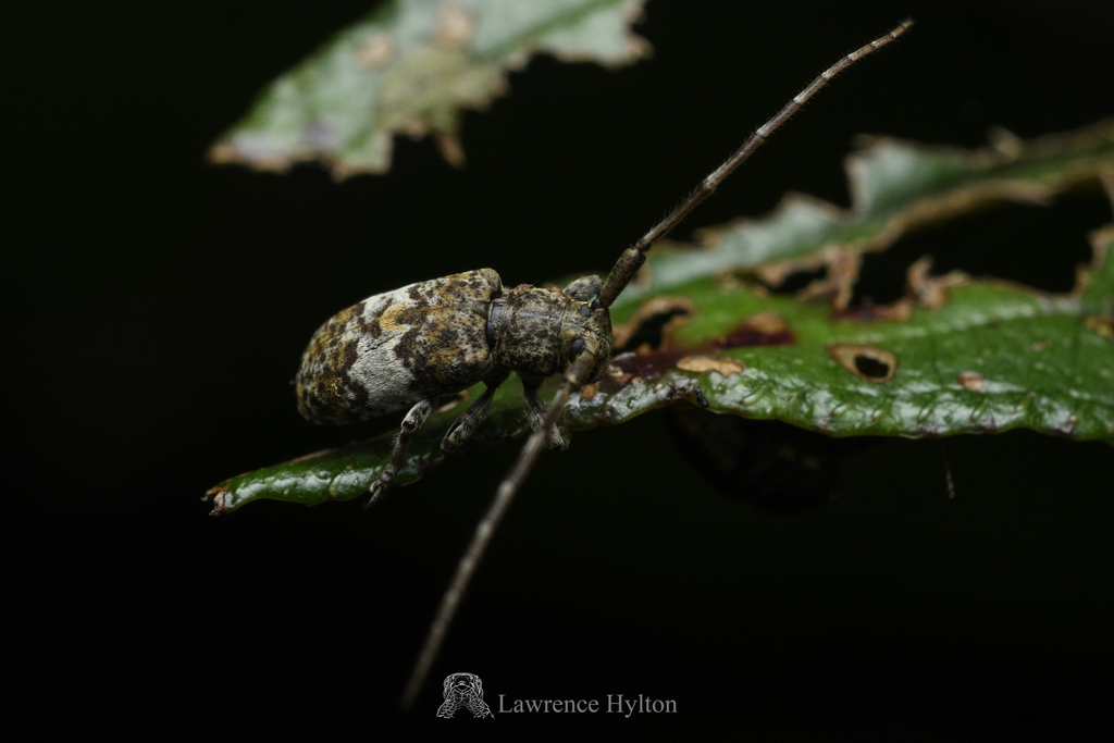 Falsomesosella grisella in June 2023 by Lawrence Hylton · iNaturalist