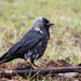 Corvus monedula × Corvus dauuricus - Photo (c) Евгений Гурьевских, vissa rättigheter förbehållna (CC BY-NC), uppladdad av Евгений Гурьевских