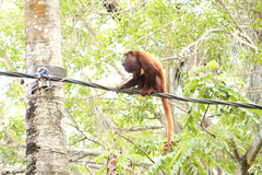 Alouatta seniculus