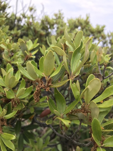 Image of Quercus phillyreoides by no rights reserved