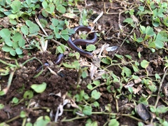 Typhlops lumbricalis