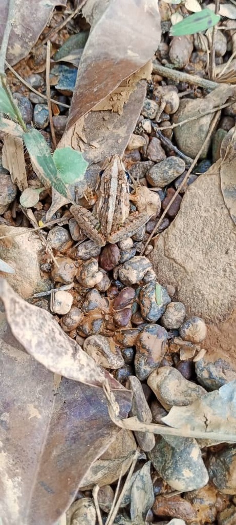 Grassland Frog