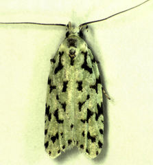 Izatha peroneanella