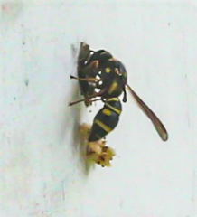 Parancistrocerus salcularis