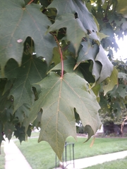 Acer platanoides