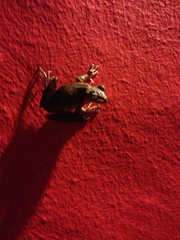 Osteopilus dominicensis