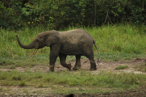 Forest Elephant