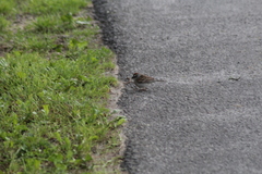 Spizella passerina passerina