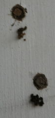 Parancistrocerus salcularis