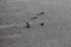 Spizella passerina passerina