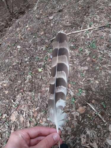 Plume de Autour des palombes