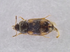 Litargus connexus