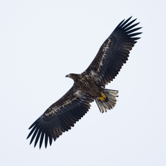 White-Tailed Eagle photo 4