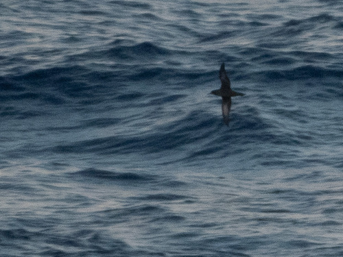 Puffinus griseus, 2023-05-16