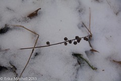 Pyrola elliptica