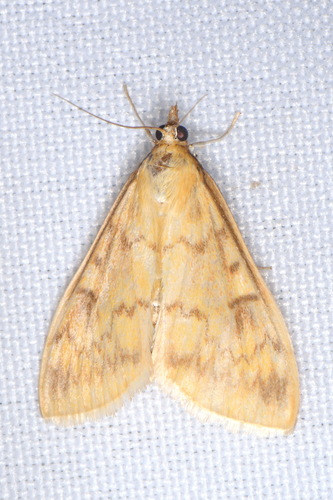 Ostrinia nubilalis