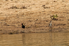 Jacana jacana hypomelaena