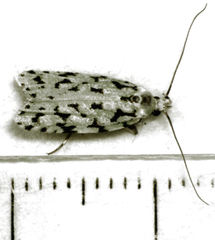 Izatha peroneanella