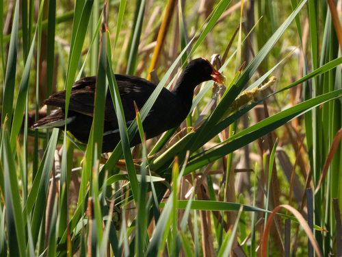 Typha, 2023-05-16