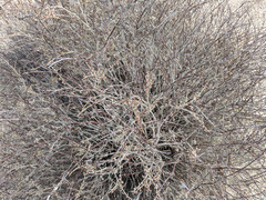 Eriogonum wrightii nodosum