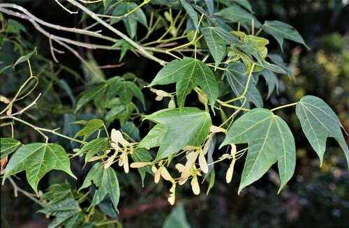 Wilson's Maple (Acer wilsonii)