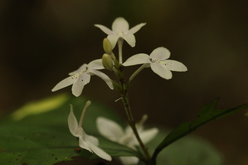 Pseuderanthemum tunicatum image