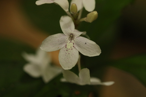 Pseuderanthemum image