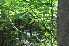 Cardinalis cardinalis cardinalis