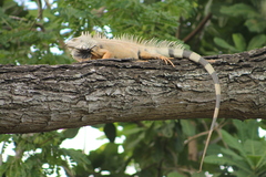 Iguana iguana